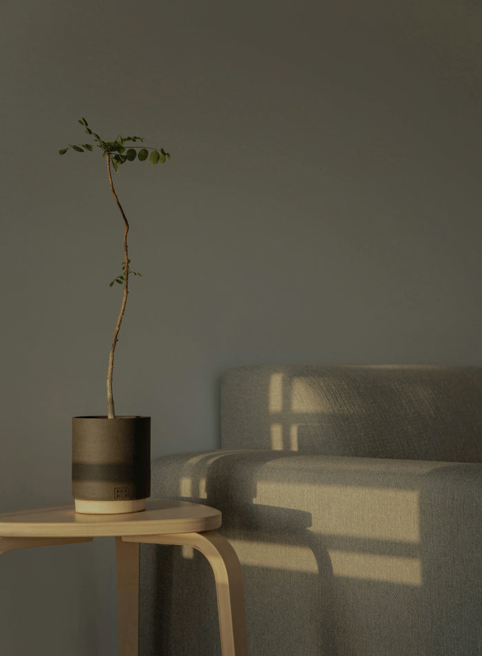 How to Choose the Perfect Spot for Your Plants Based on Light Needs