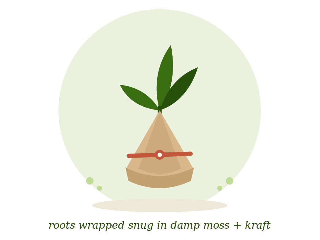 Bare-root wrapped plant illustration