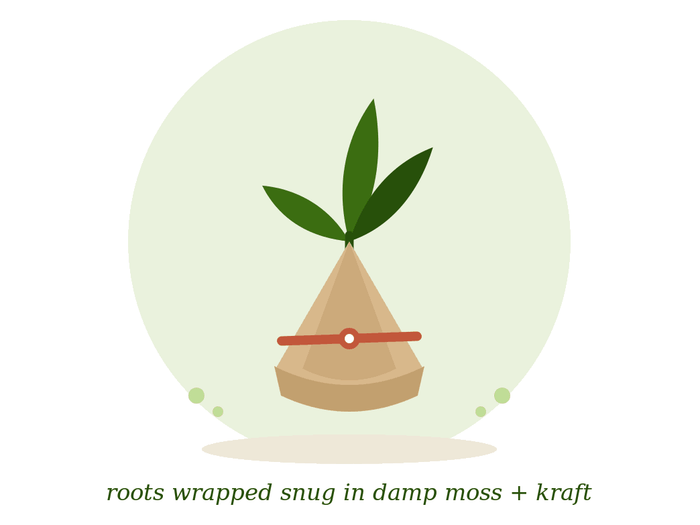 Bare-root wrapped plant illustration