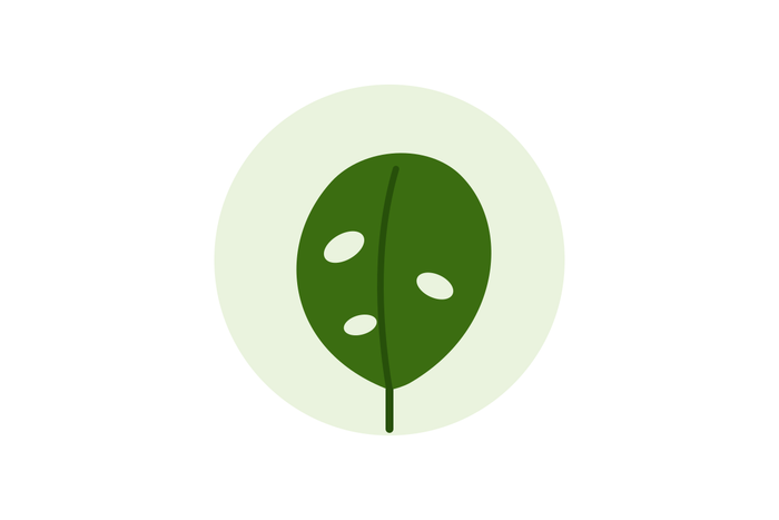 Monstera leaf illustration