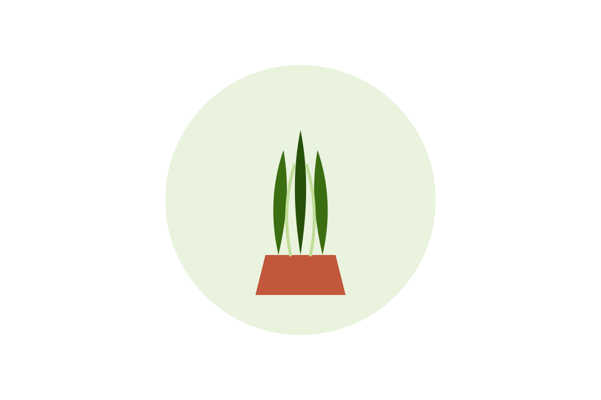 Snake plant illustration