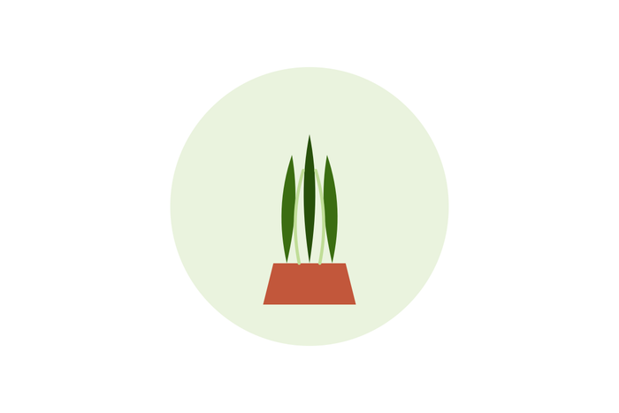 Snake plant illustration