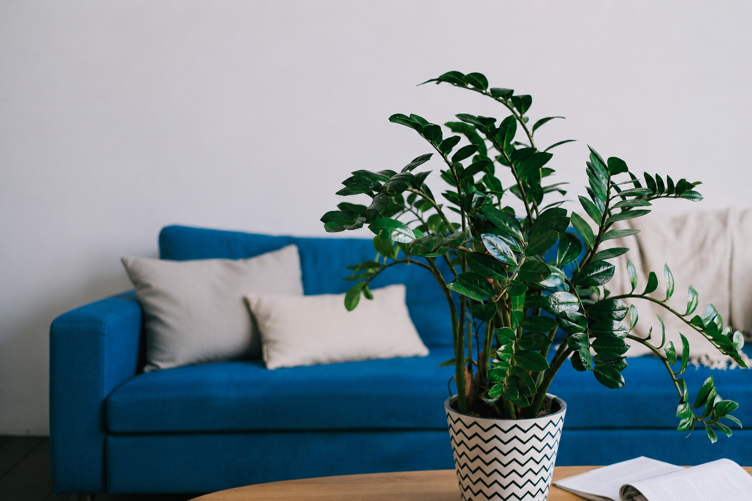Glossy ZZ plant in a patterned pot on a coffee table in front of a blue sofa.