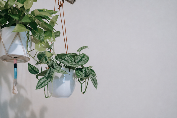 Hanging Baskets