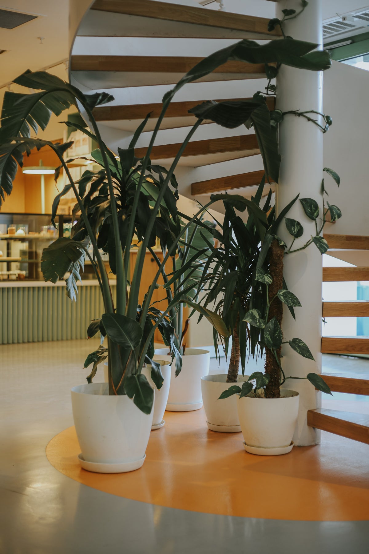 Large tropical houseplants in white pots arranged beside a modern wooden staircase.