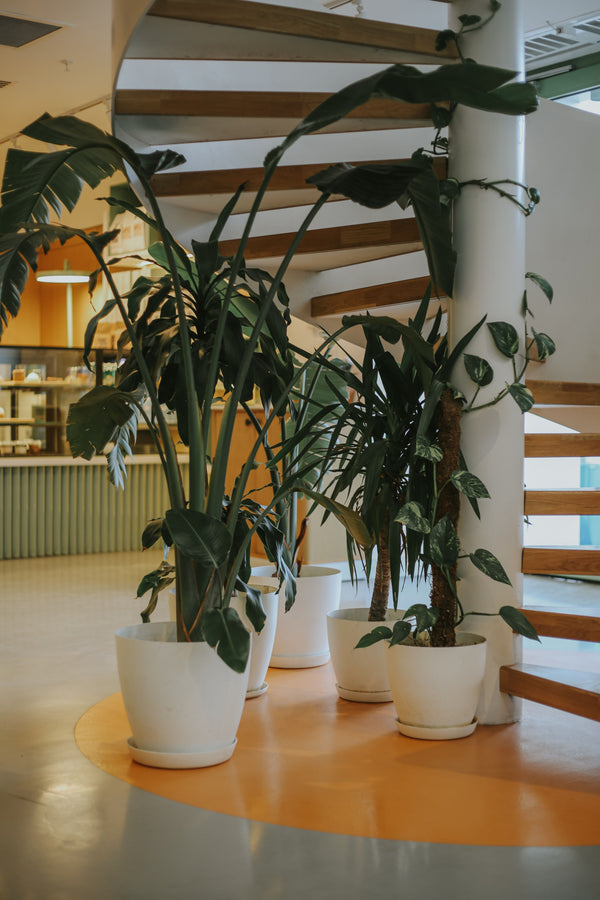All Plants