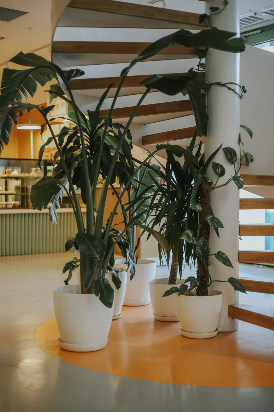 All Plants