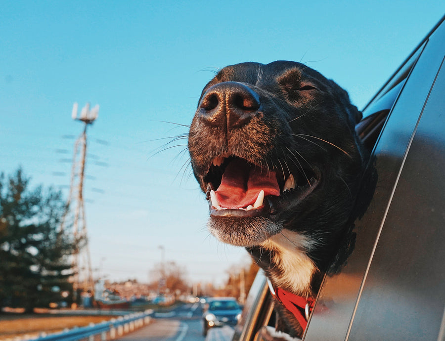 Pet Safe