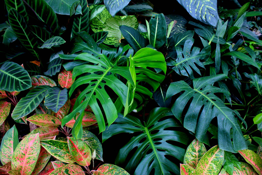 Tropical Foliage