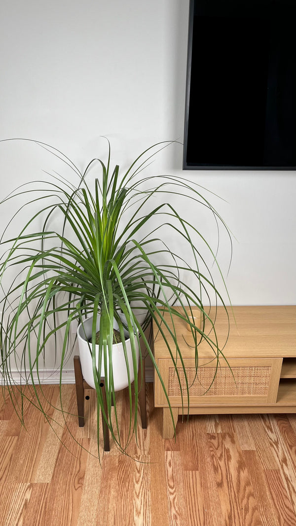 10" Mexican Ponytail Palm 3 Feet Tall