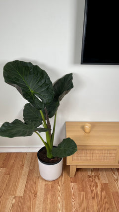 10" Alocasia Regal Shield (Elephant Ear)