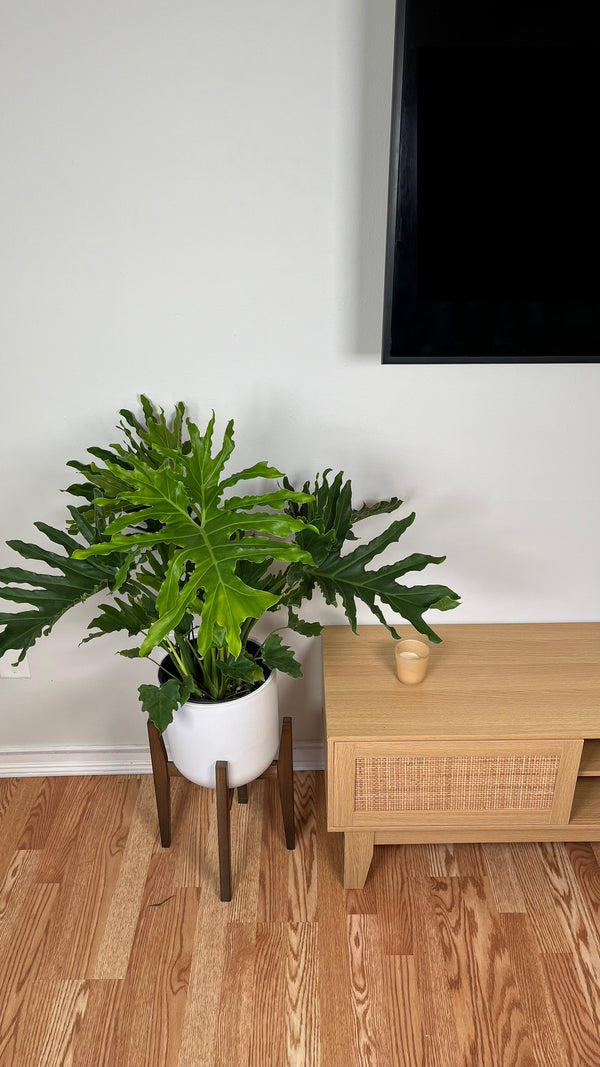 10" Philodendron Selluom 3 Feet Wide