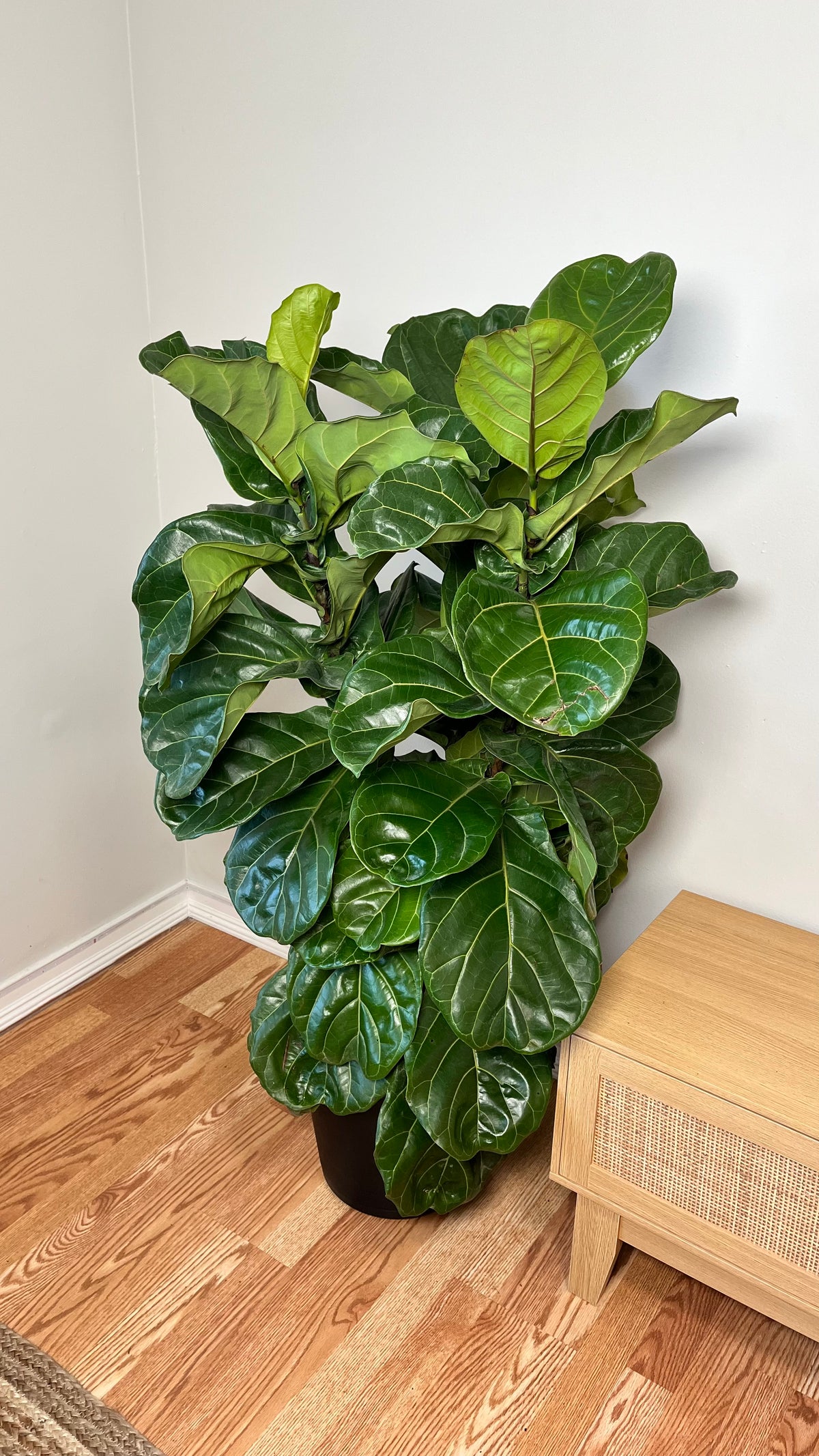 12-inch Fiddle Leaf Fig plant from Joey's Houseplants, 5 feet tall with lush green leaves and a sturdy trunk.