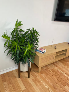 10" Dracaena Song of Jamaica Tip
