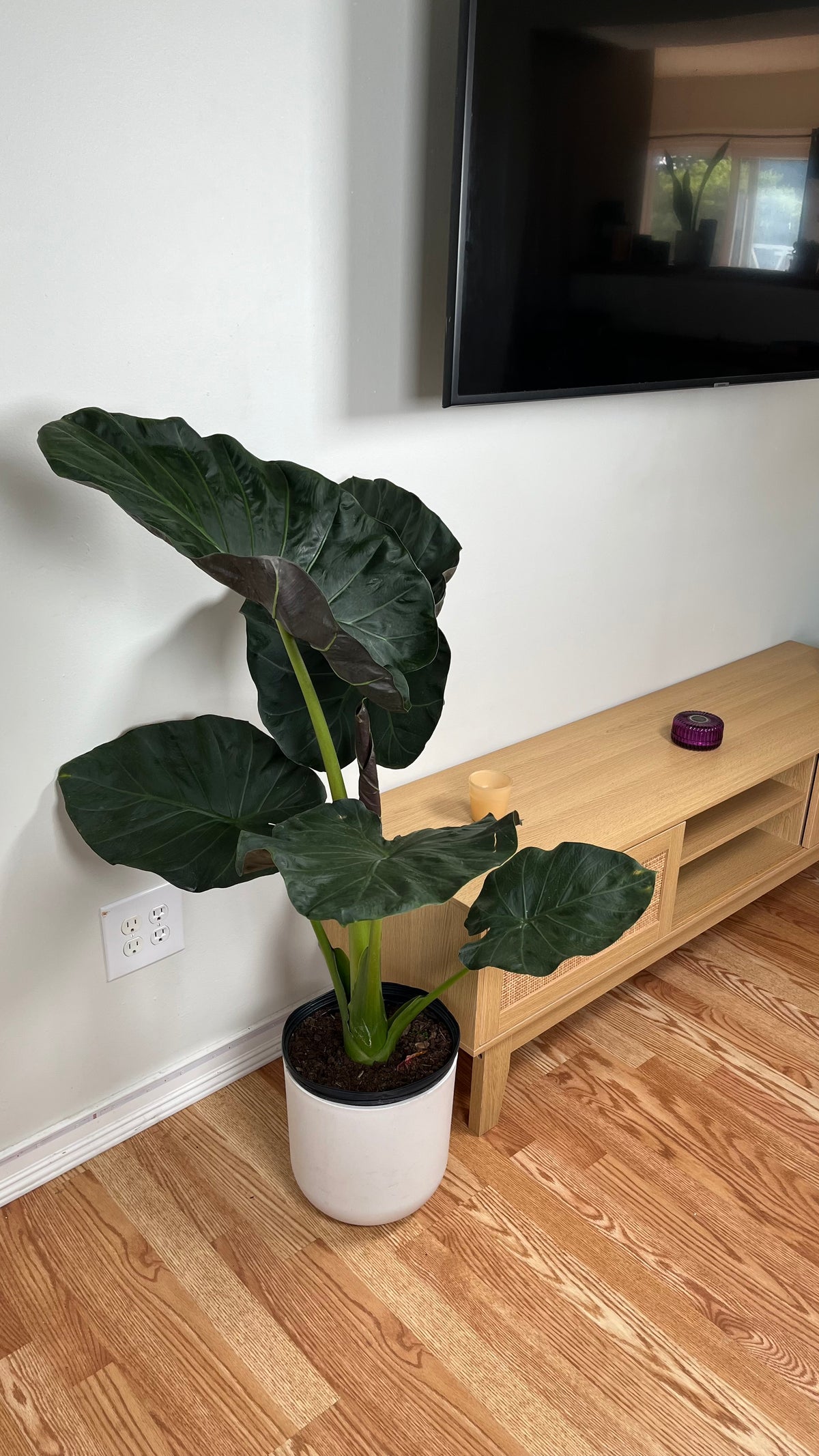 Alocasia Regal Shield decorating a modern living room with bold tropical foliage.