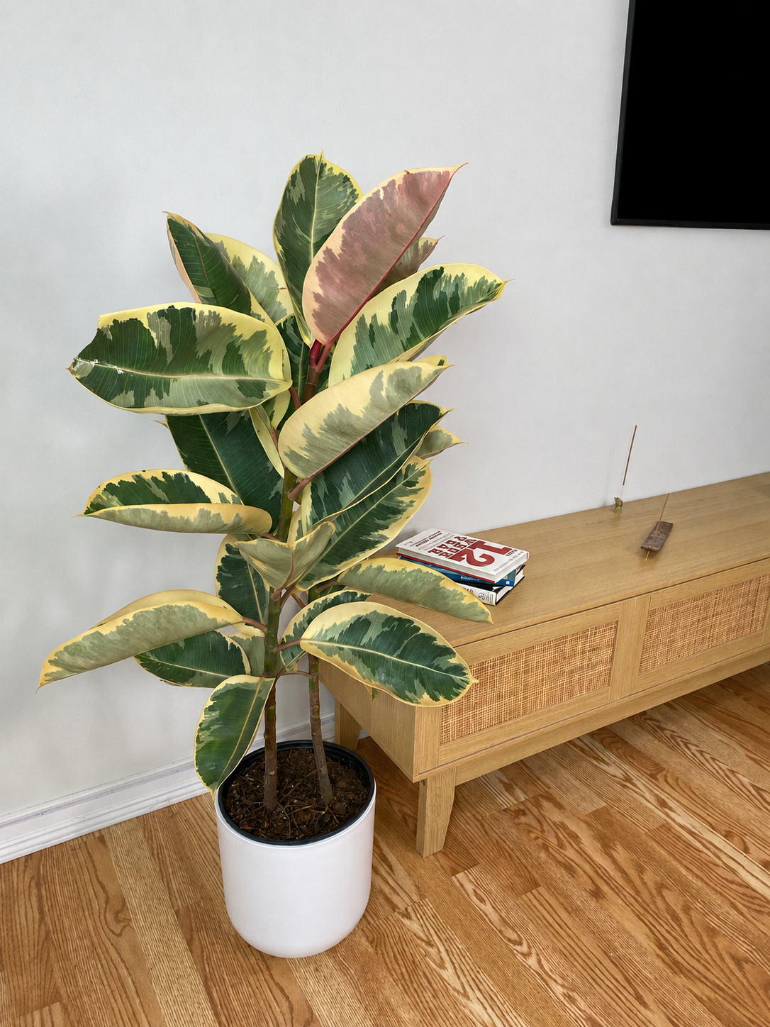 10 inch Ficus Tineke Columns displayed in a bright contemporary home with attractive tropical foliage.