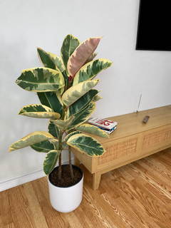 10 inch Ficus Tineke Columns displayed in a bright contemporary home with attractive tropical foliage.