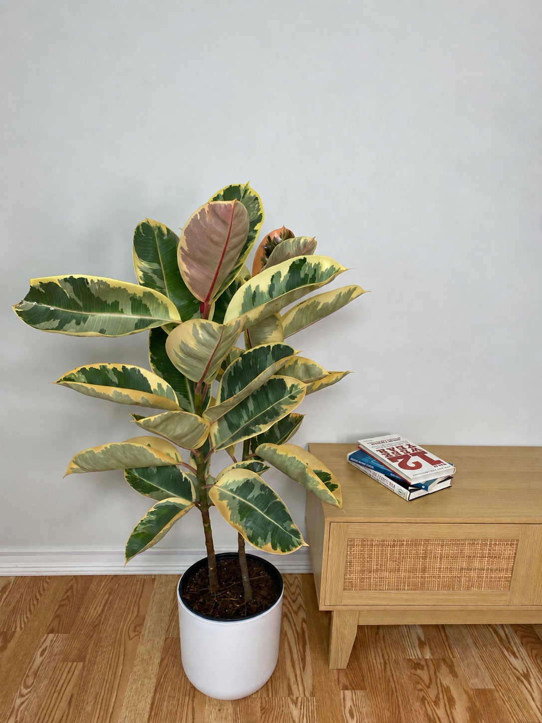 10 inch Ficus Tineke Columns growing as a healthy live indoor plant with lush foliage in its grow pot.