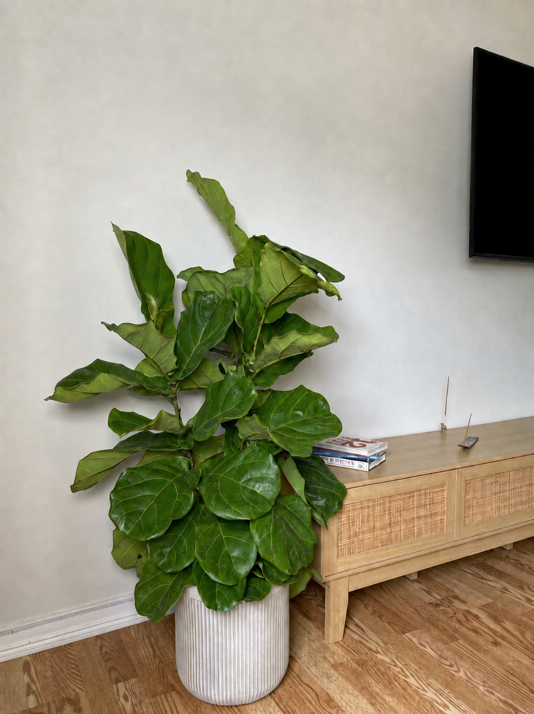 10 inch Fiddle Leaf Fig Column displayed in a bright contemporary home with attractive tropical foliage.