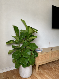 10 inch Fiddle Leaf Fig Column displayed in a bright contemporary home with attractive tropical foliage.