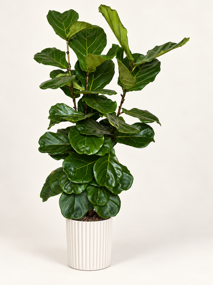 10" Fiddle Leaf Fig Column