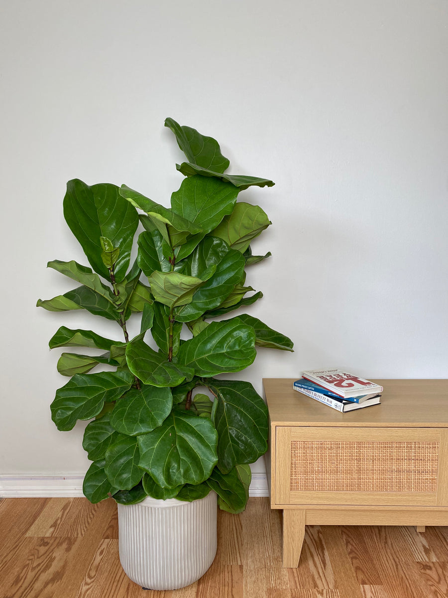 10 inch Fiddle Leaf Fig Column growing as a healthy live indoor plant with lush foliage in its grow pot.
