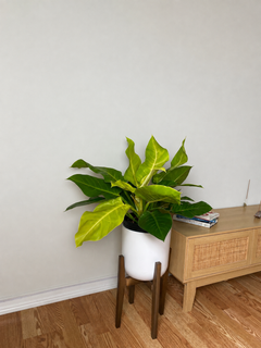 10 inch Philodendron Moonlight displayed in a bright contemporary home with attractive tropical foliage.