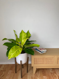 10 inch Philodendron Moonlight growing as a healthy live indoor plant with lush foliage in its grow pot.