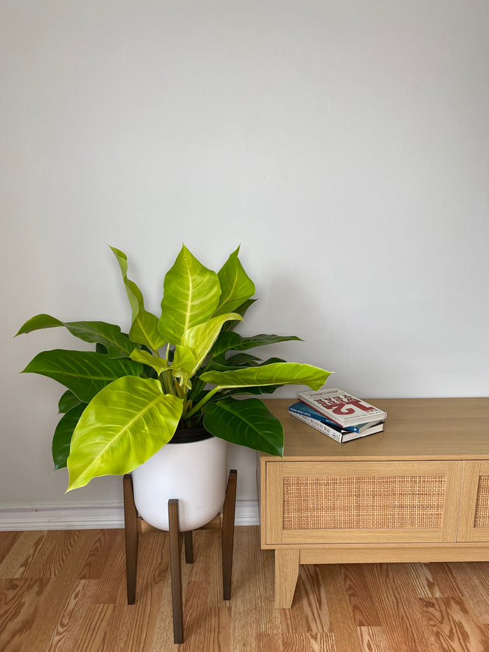 10" Philodendron Moonlight