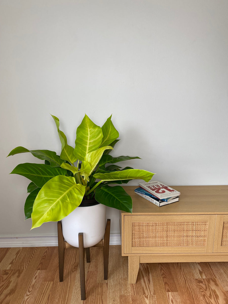10 inch Philodendron Moonlight growing as a healthy live indoor plant with lush foliage in its grow pot.