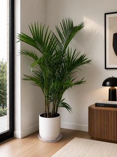Clear 10 inch plant saucer underneath a large indoor palm