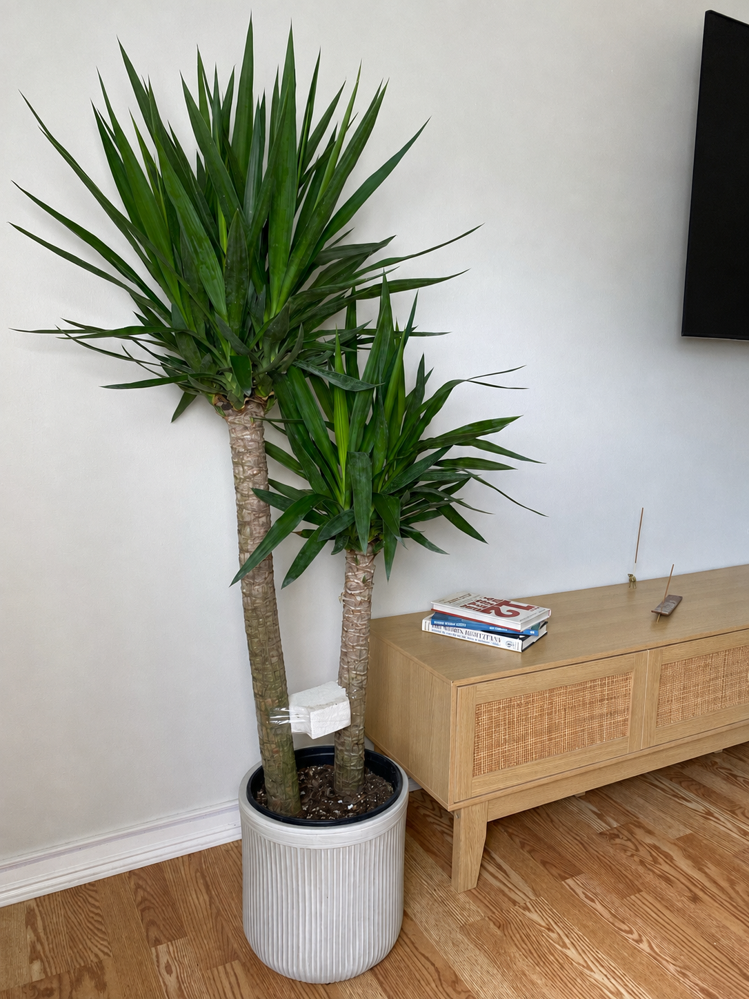 10 inch Yucca Cane displayed in a bright contemporary home with attractive tropical foliage.