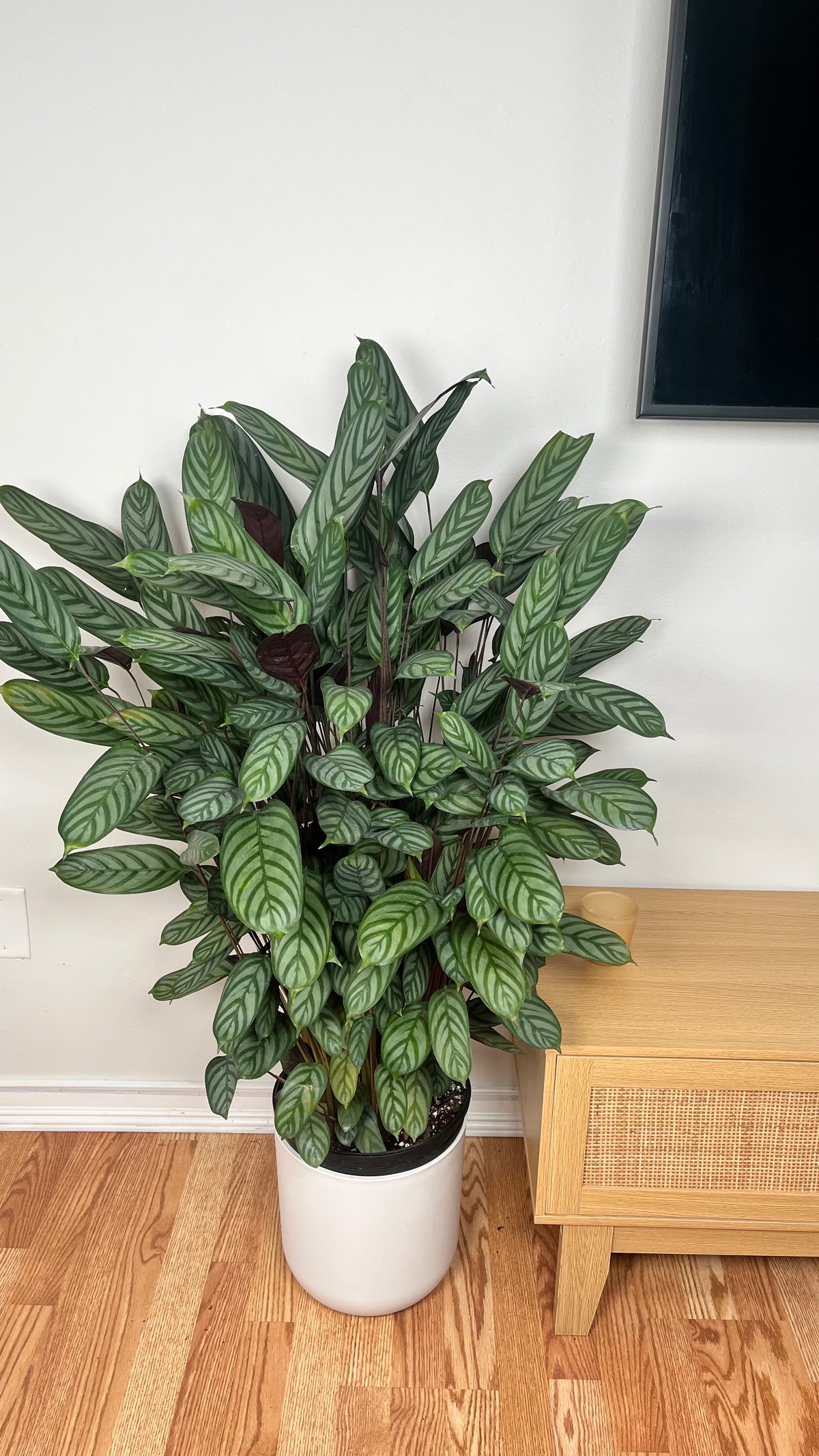 Calathea Exotica standing 3 feet tall in a 10 inch grow pot with large silver-green patterned leaves.