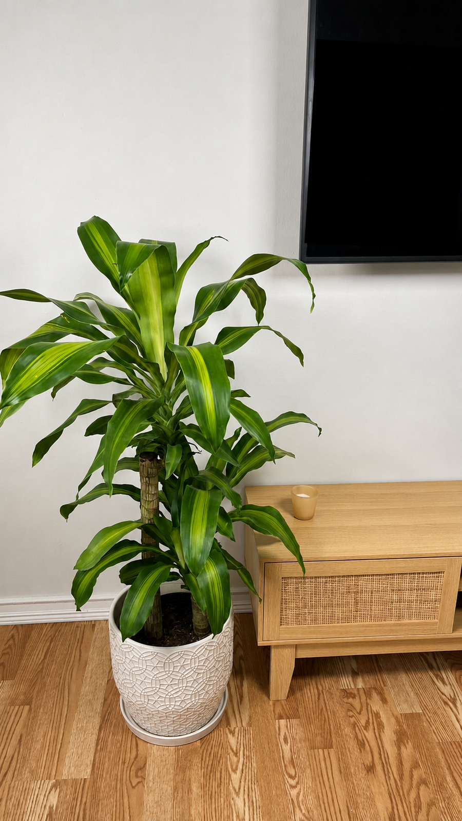 Dracaena Mass Cane live indoor houseplant in a white planter standing beside a TV stand in a modern living room.