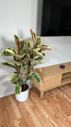 Indoor Tree Modern Decor Large Ficus Tineke