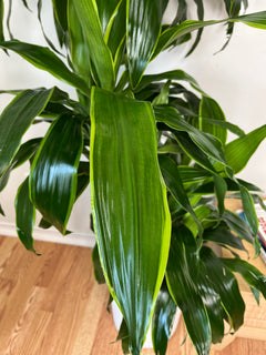 10" Dracaena Art Cane 3-2-1