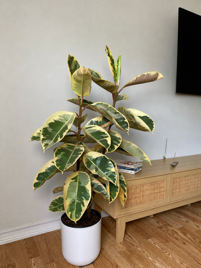 10" Ficus Tineke Columns 4 Feet Tall