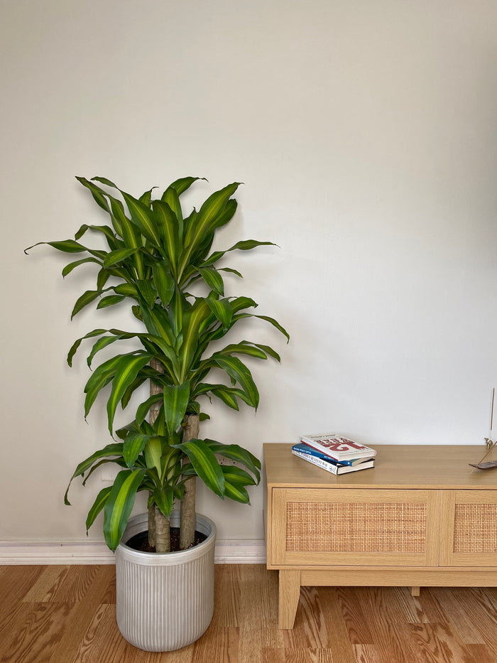 10" Dracaena Mass Cane 3-2-1 4 Feet Tall