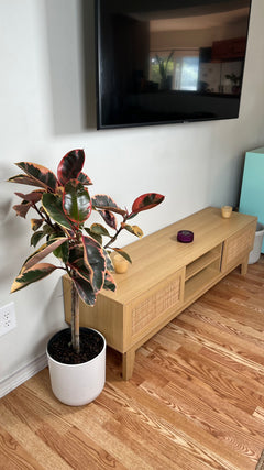 10" Ficus Ruby 4 Feet Tall
