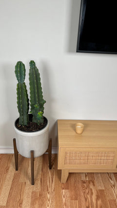 10" Cactus Cereus Jamacaru 3 Feet Tall