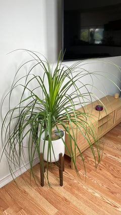 10" Mexican Ponytail Palm 3 Feet Tall