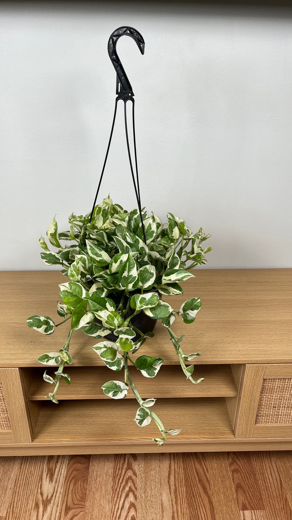 8" Pothos Pearls n Jade Hanging Basket