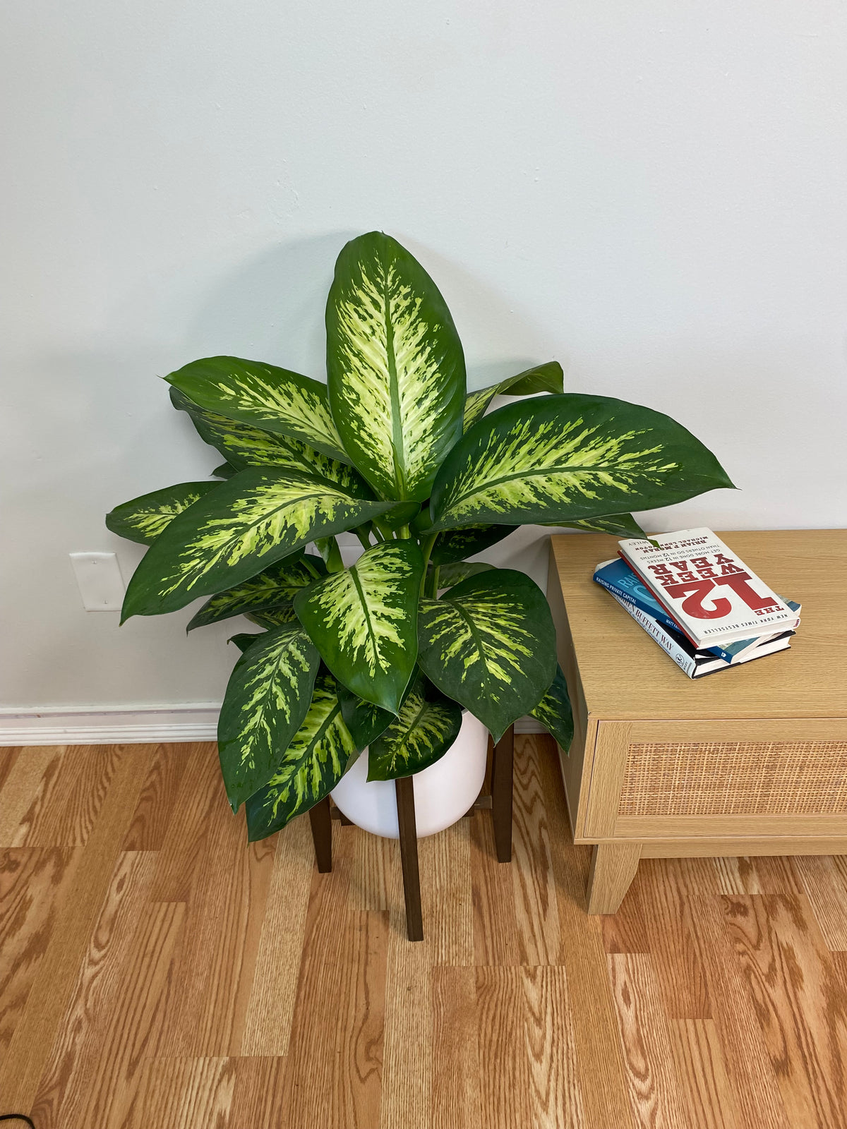 Dieffenbachia Tropic Snow