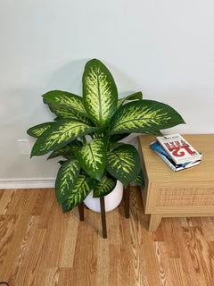 Dieffenbachia Tropic Snow