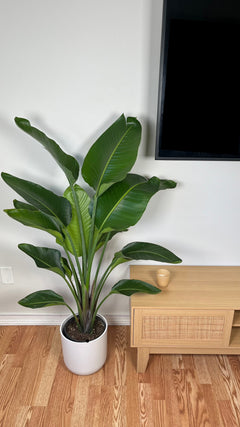 8" Bird of Paradise White 4 Feet Tall