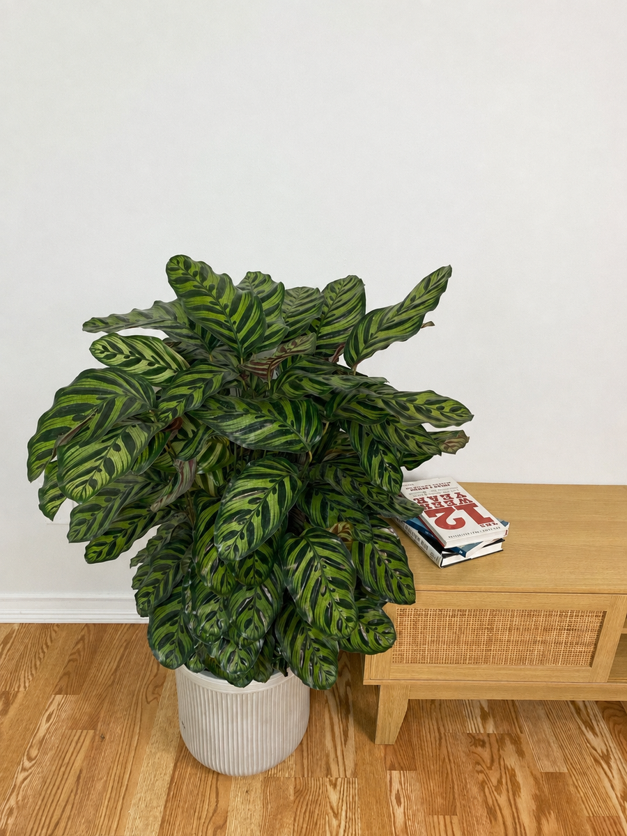 10" Calathea Peacock 3 Feet Tall