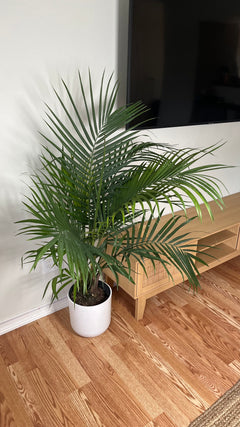 10" Majesty Palm 4 Feet Tall