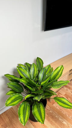 8" Calathea Beauty Star 2.5 Feet Tall