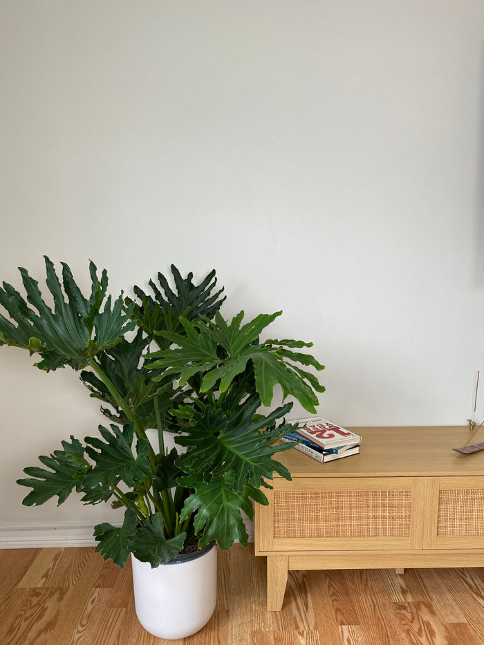 10" Philodendron Selluom 3 Feet Wide