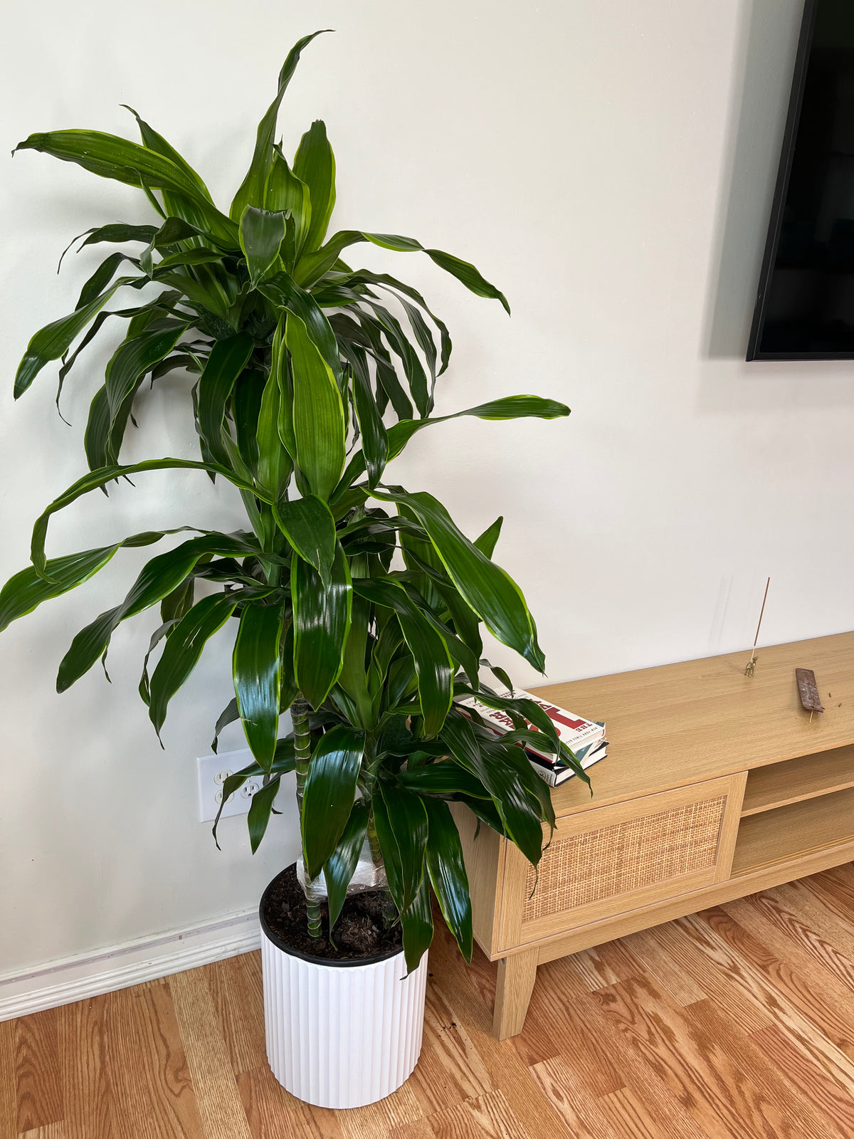 10" Dracaena Art Cane 3-2-1
